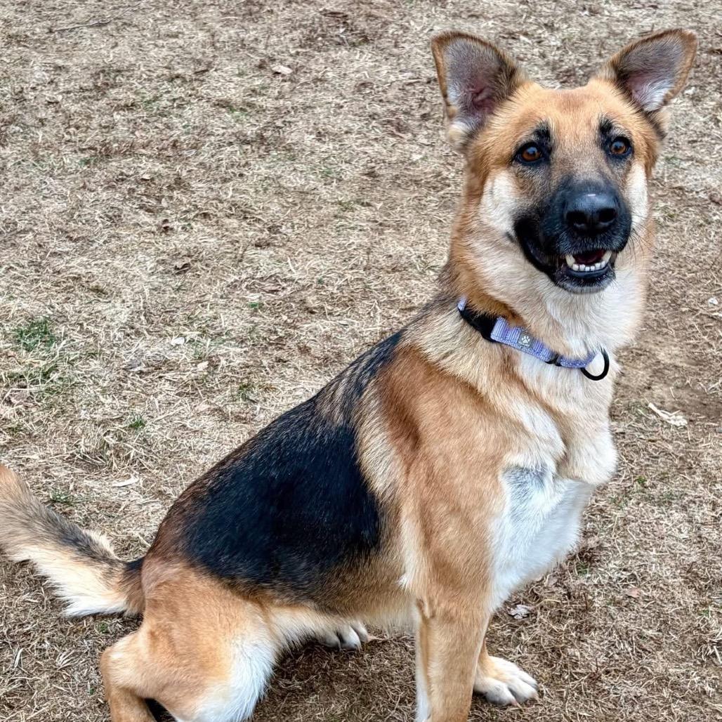 Suki, a Adoptable German Shepherd Dog in Pekin, IL image 5/6