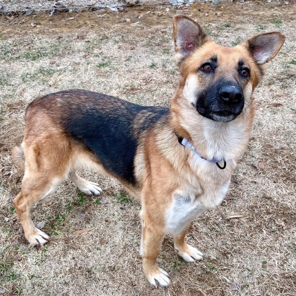 Suki, a Adoptable German Shepherd Dog in Pekin, IL image 6/6