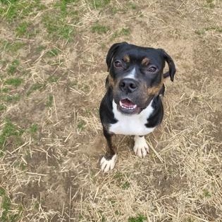 Minnie, adopted, Young Female Mixed Breed.