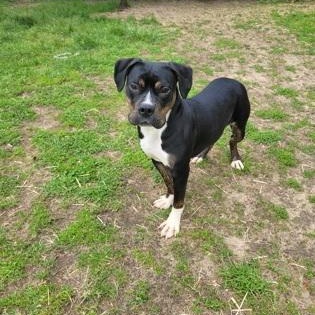 Minnie, an adopted Mixed Breed in Mishawaka, IN image 4/5