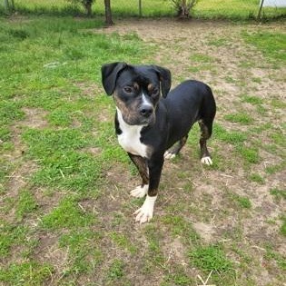 Minnie, an adopted Mixed Breed in Mishawaka, IN image 5/5