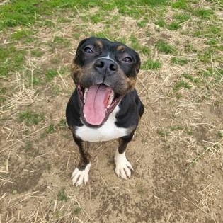 Minnie, an adopted Mixed Breed in Mishawaka, IN image 3/5