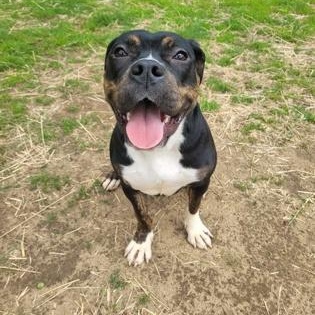 Minnie, an adopted Mixed Breed in Mishawaka, IN image 2/5