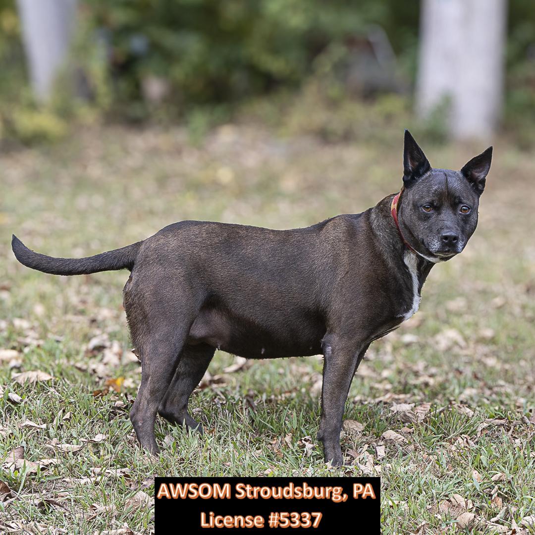 Storm, Adoptable, Adult Female Whippet & Terrier.