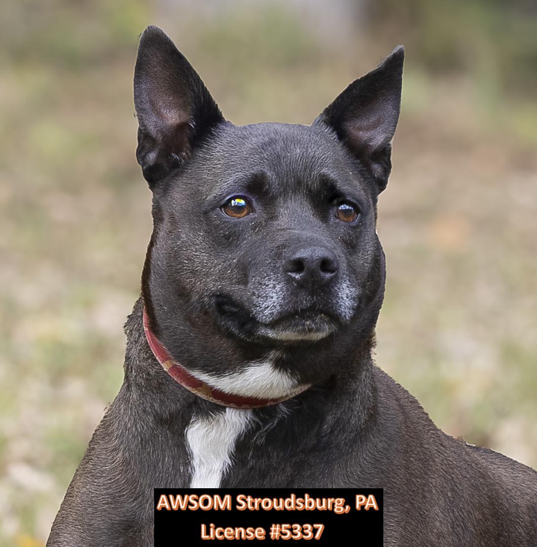 Storm, an adoptable Whippet, Terrier in Stroudsburg, PA, 18360 | Photo Image 1