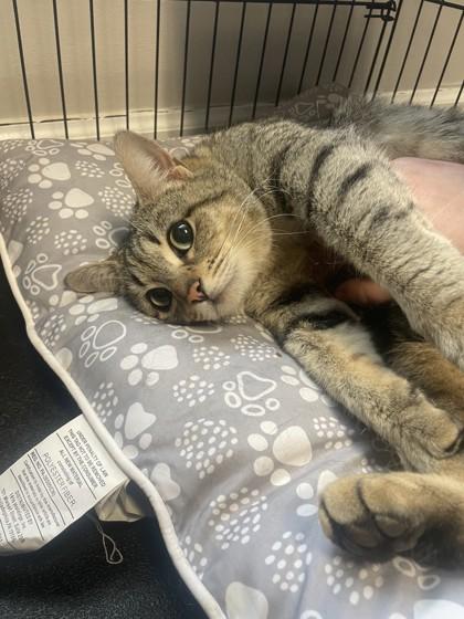 Sprout, Adoptable, Adult Female Domestic Short Hair & Domestic Short Hair.