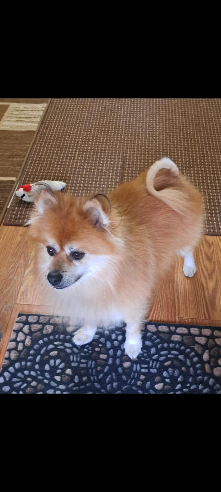 Enlarge Helio, an adopted Pomeranian in Oregon, IL image 3/4