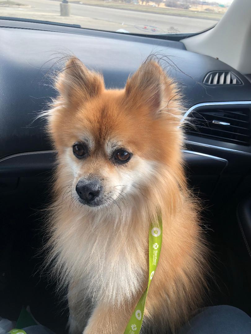 Enlarge Helio, an adopted Pomeranian in Oregon, IL image 2/4