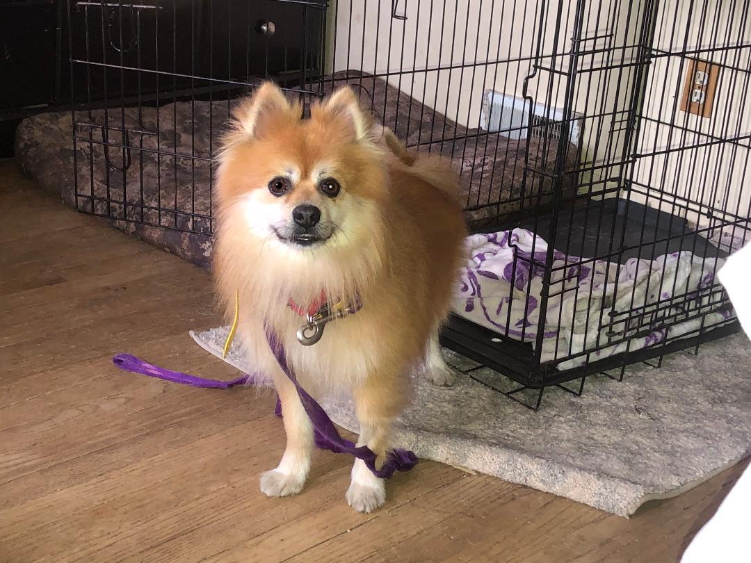 Helio, adopted, Adult Male Pomeranian.