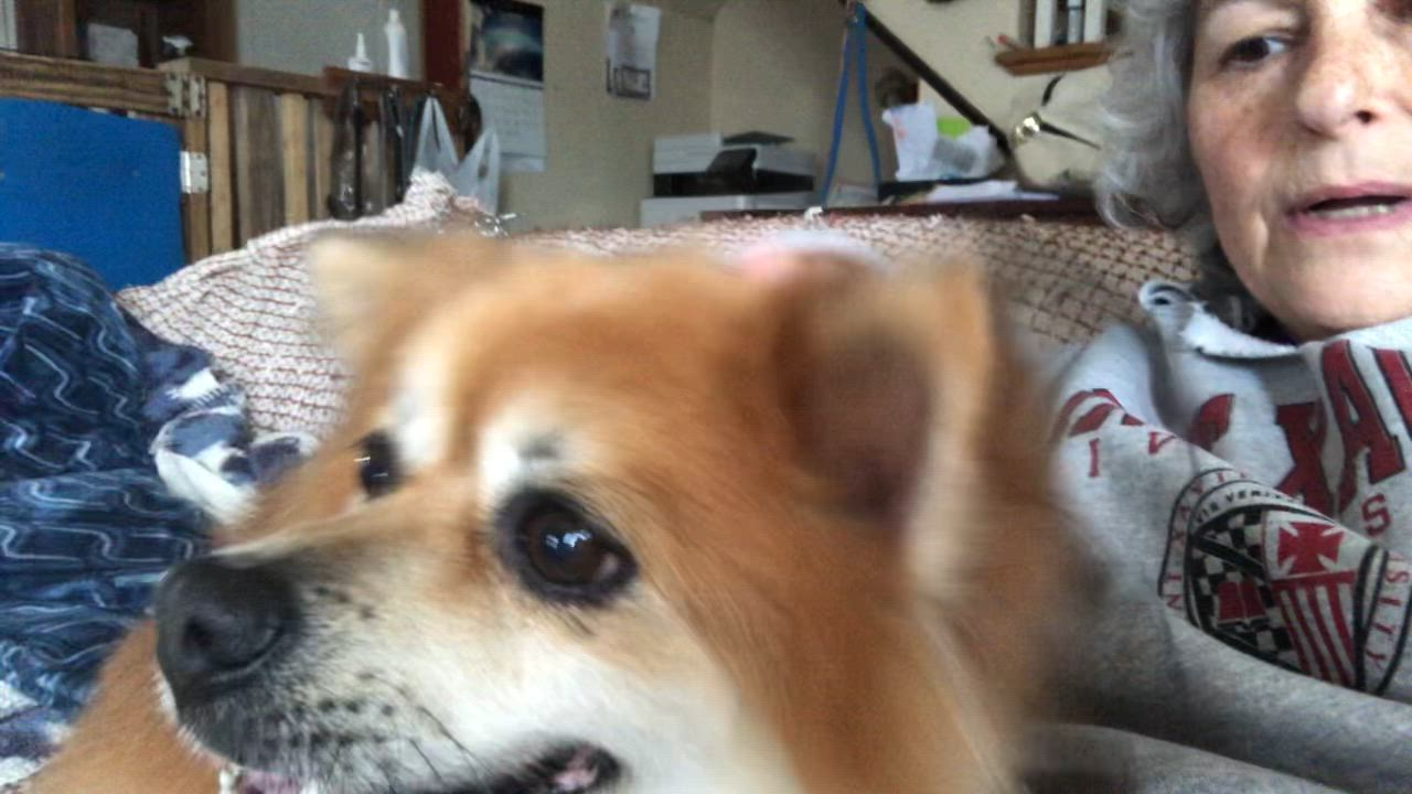 Enlarge Helio, an adopted Pomeranian in Oregon, IL video 4/4