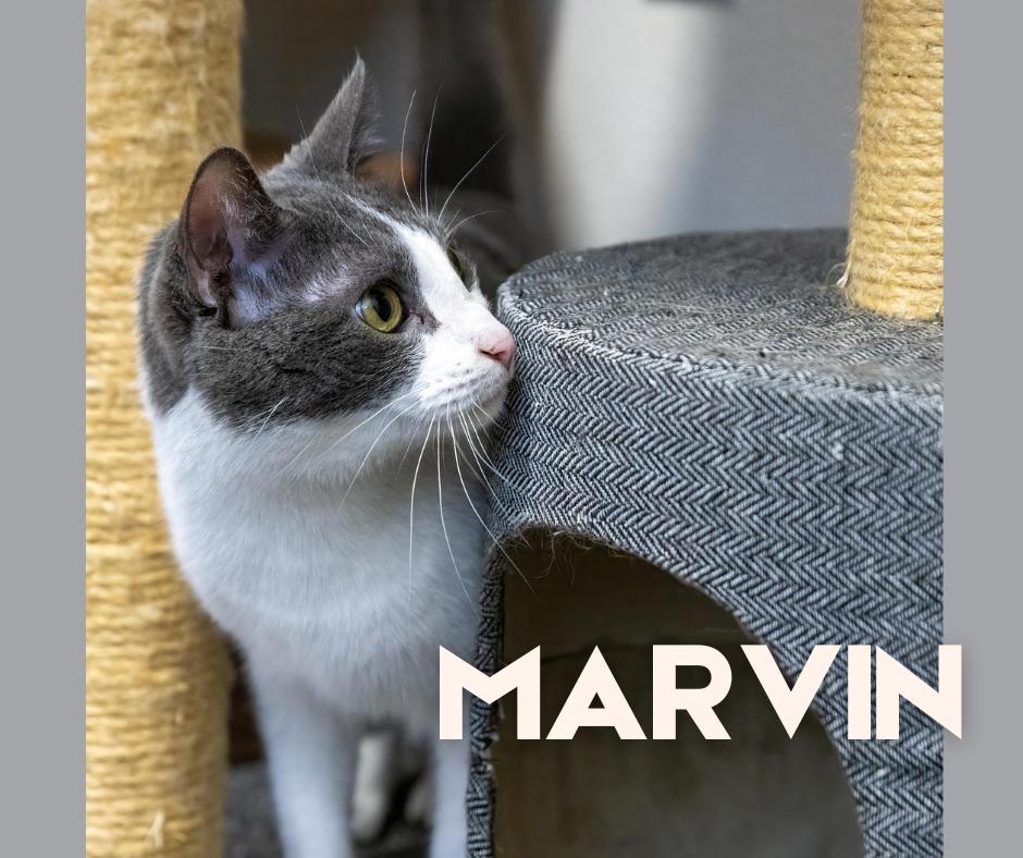 Marvin