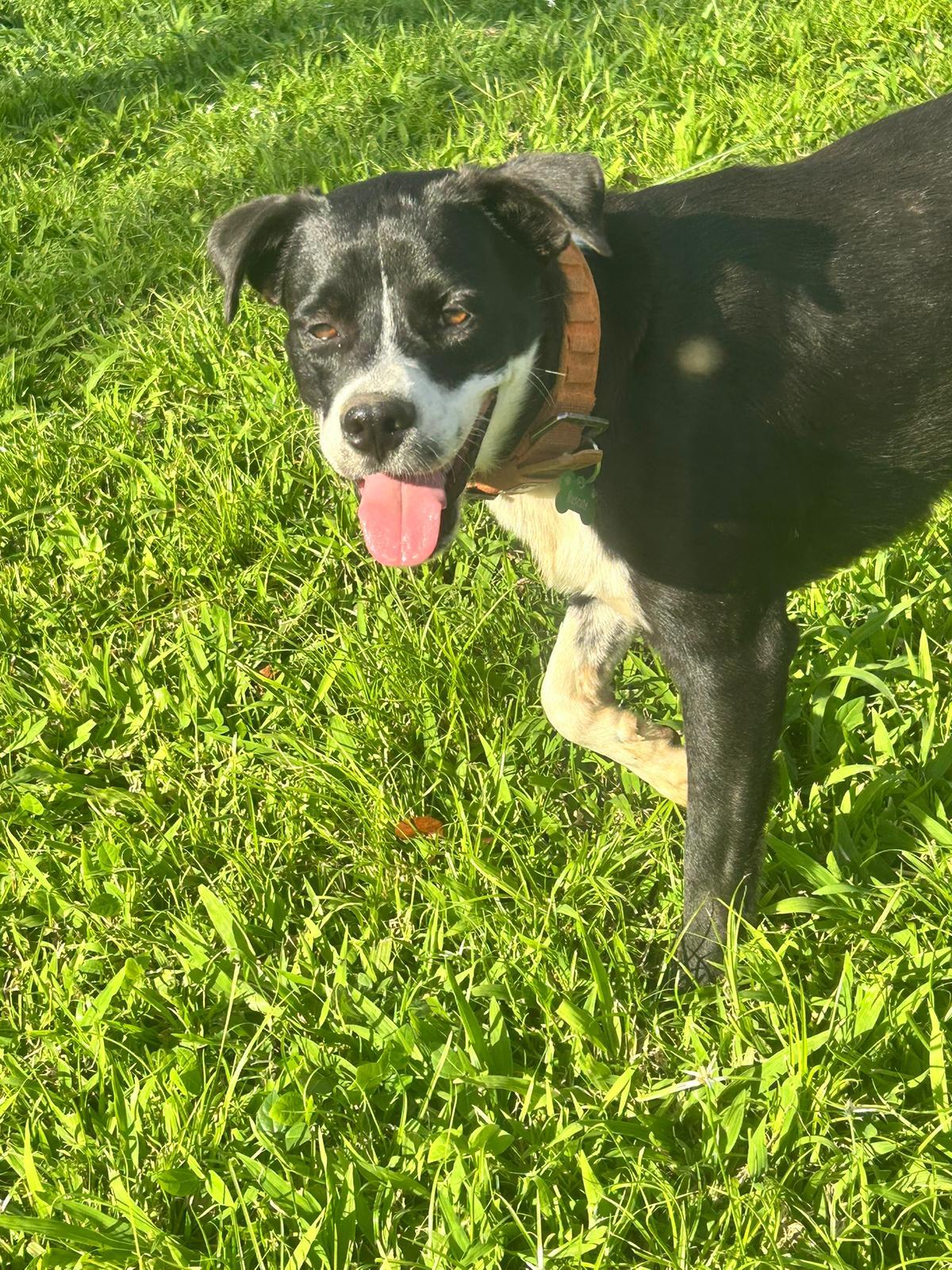 Charlie, Adoptable, Adult Male Boston Terrier & Labrador Retriever.