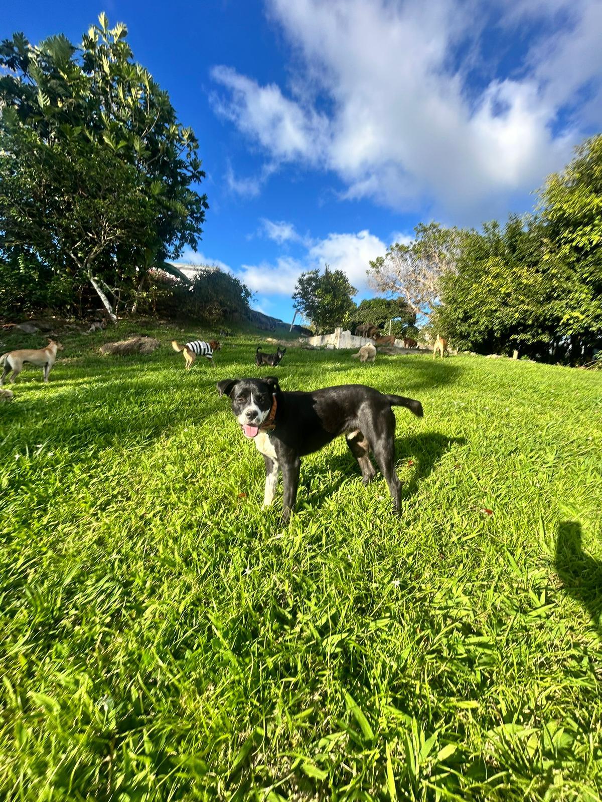 Enlarge Charlie, a Adoptable mixed breed in Albion, NY image 2/2