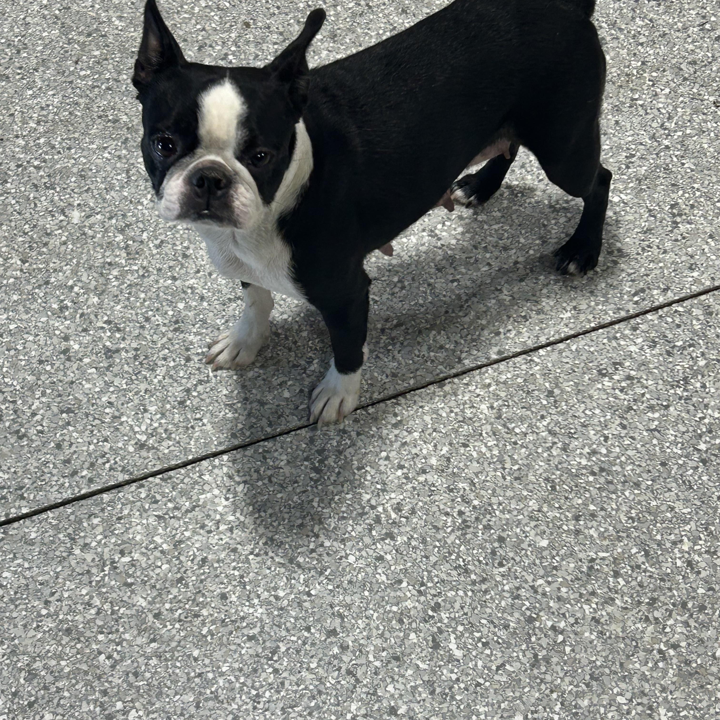 Enlarge Maude   Chill! , a Adoptable Boston Terrier in Antwerp, OH image 2/3