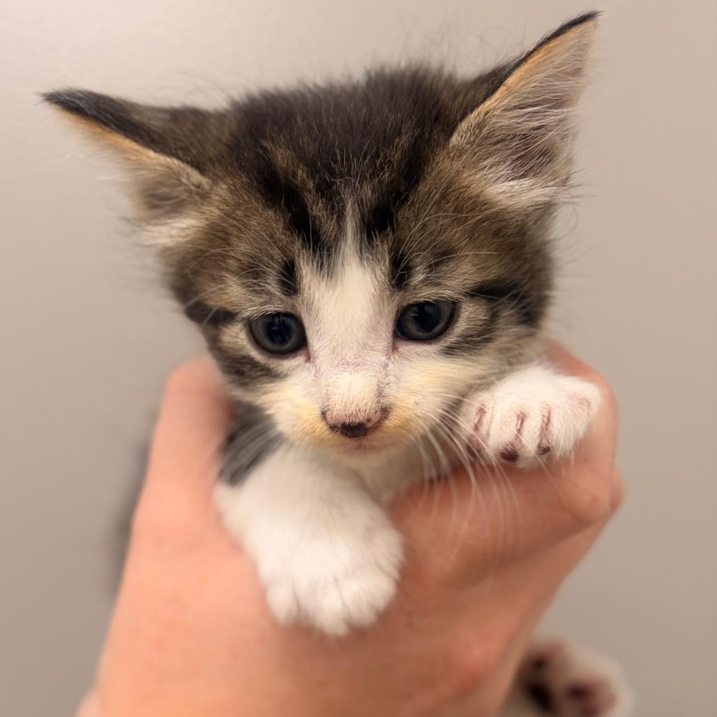 Marshmellow 2, Adoptable, Kitten Male Domestic Short Hair.