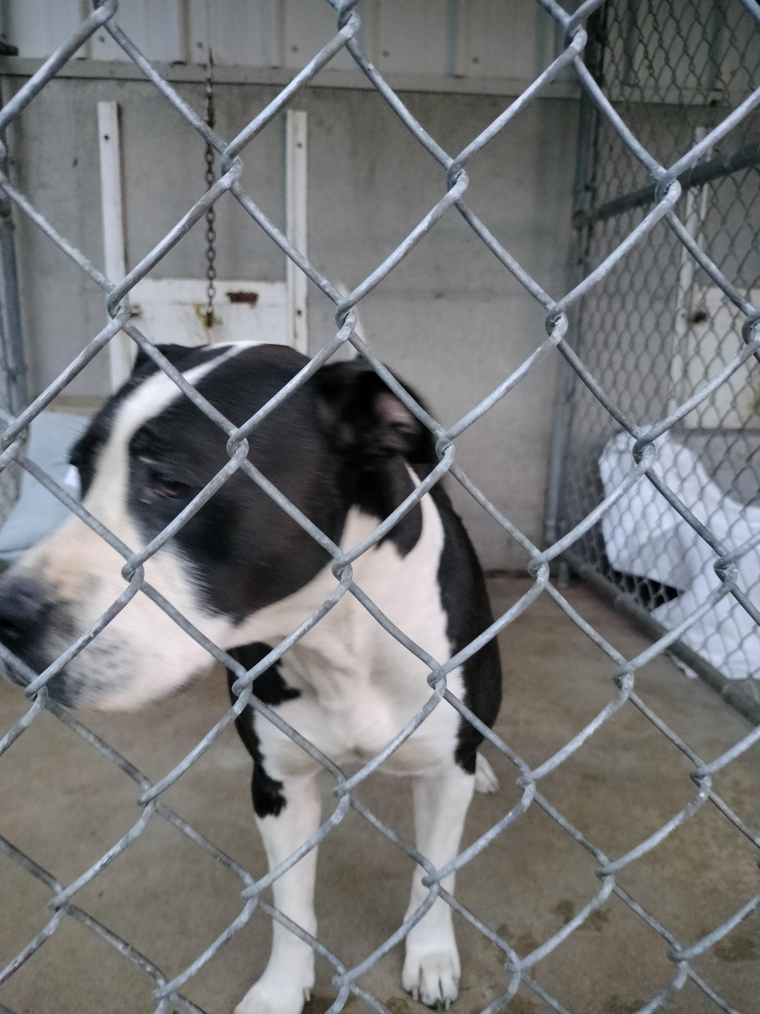 Enlarge Nala, a Adopted mixed breed in Brooksville, KY image 1/1