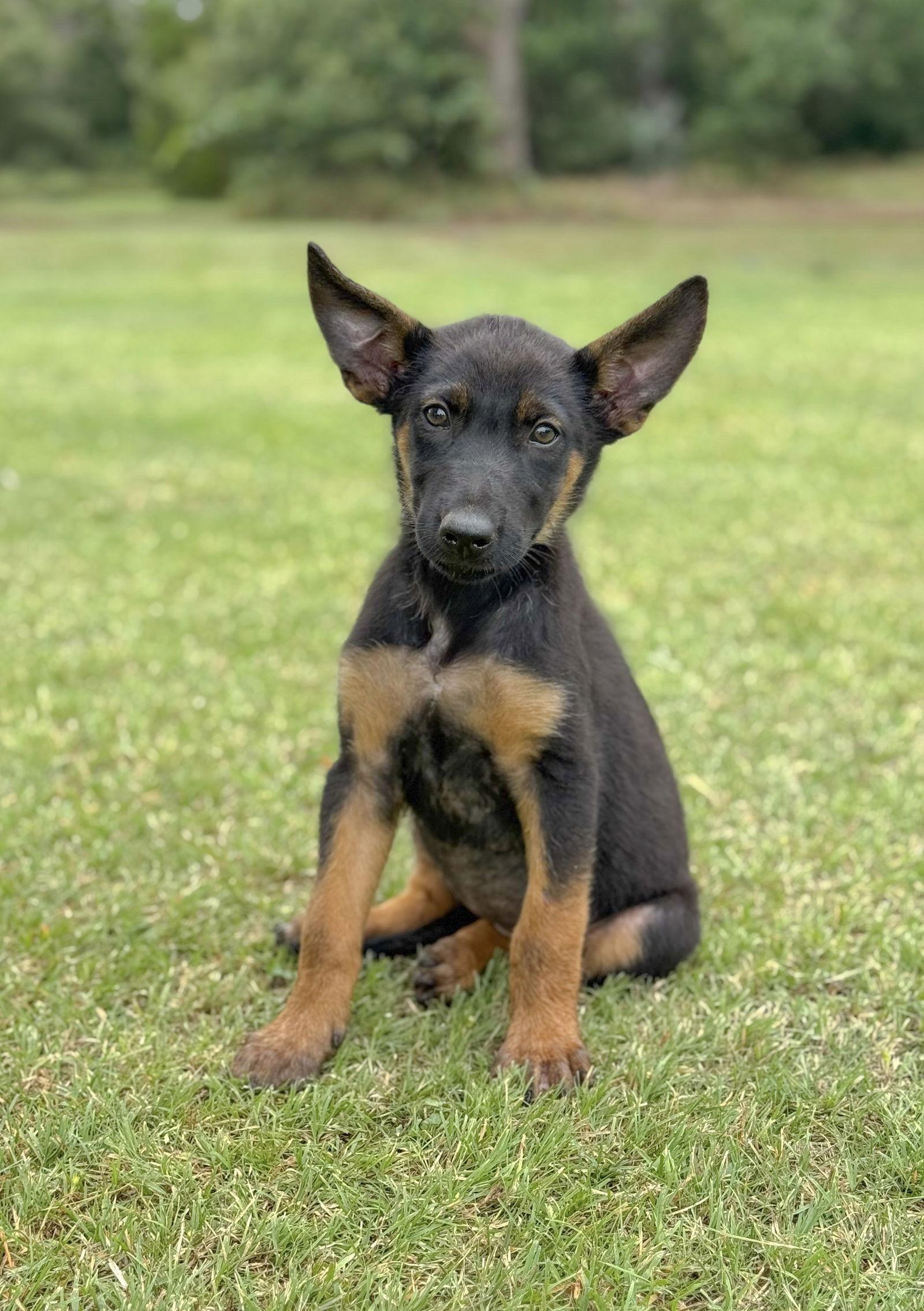 Enlarge Jolie, a Adopted Shepherd in Helotes, TX image 1/3