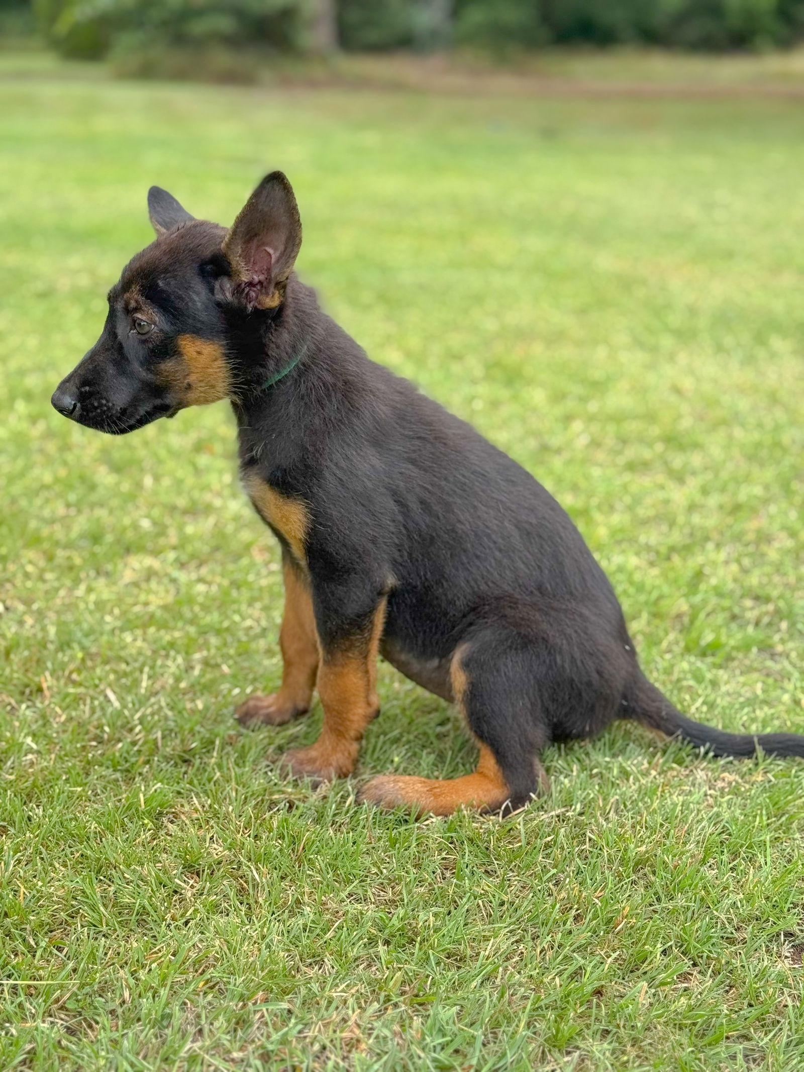 Enlarge Jolie, a Adopted Shepherd in Helotes, TX image 2/3