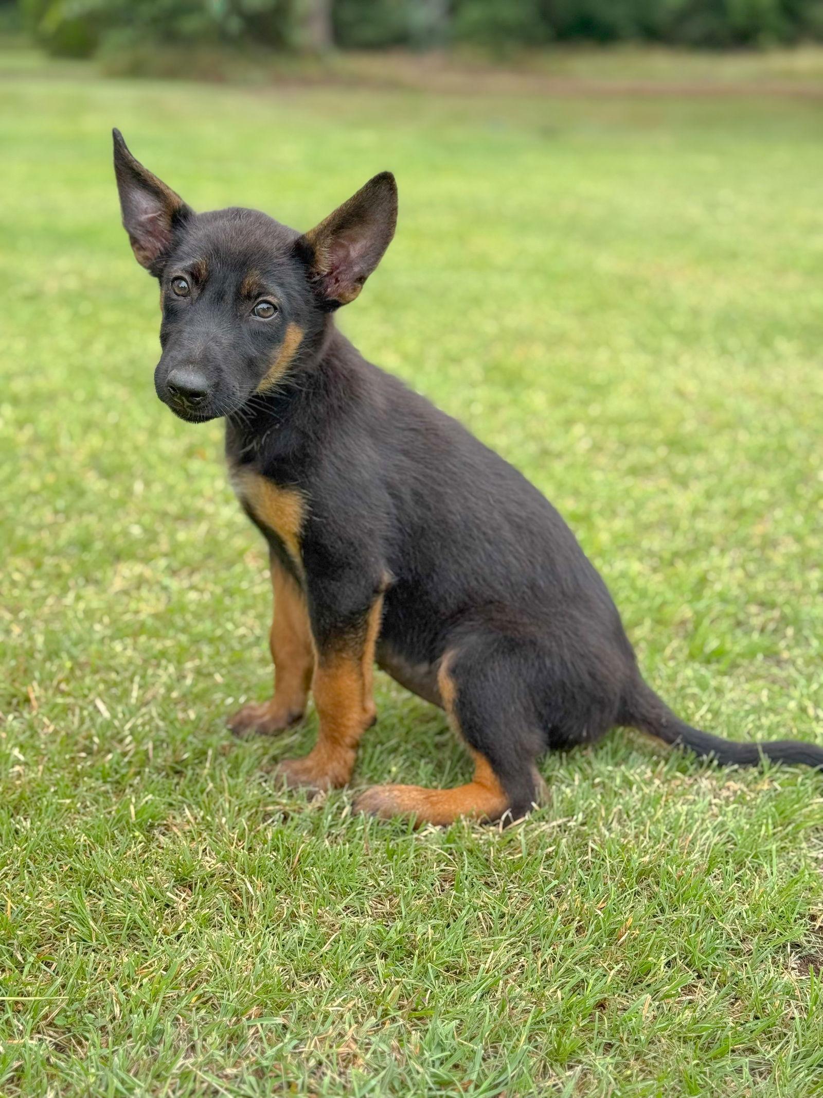 Enlarge Jolie, a Adopted Shepherd in Helotes, TX image 3/3