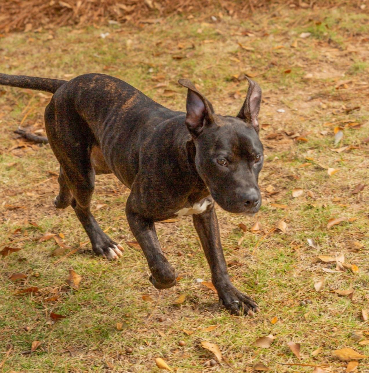 Enlarge JAX, a Adoptable mixed breed in Fosters, AL image 2/6