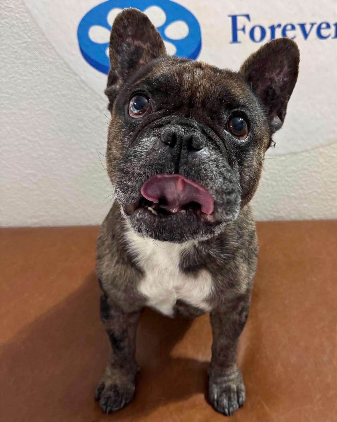 Neo, an adopted French Bulldog in Las Vegas, NV image 2/2