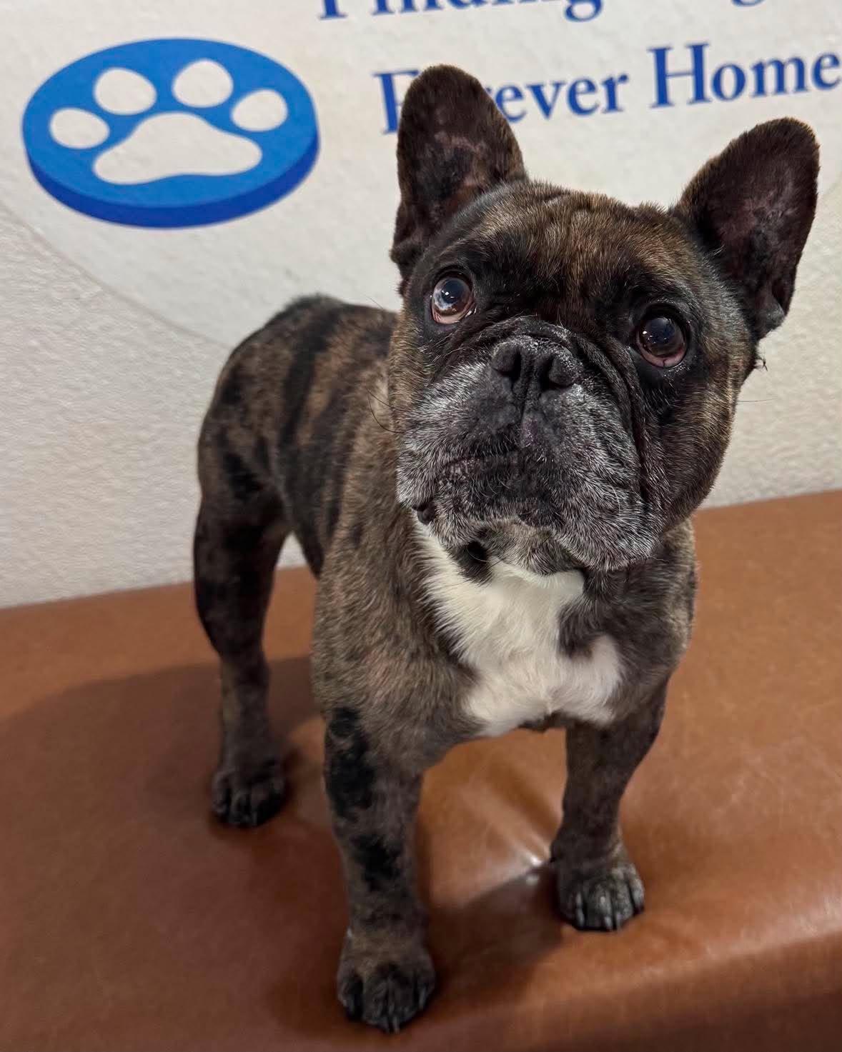 Neo, adopted, Young Male French Bulldog.