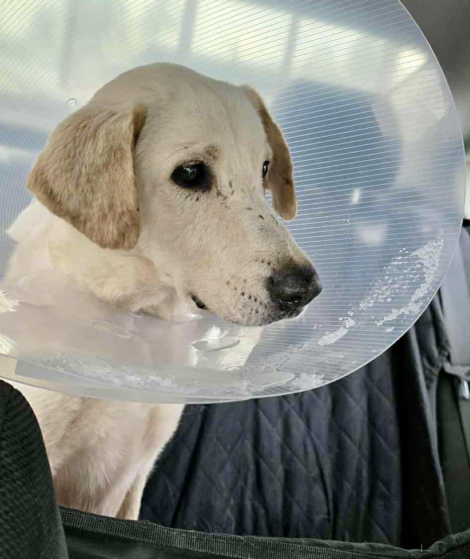 Enlarge Oro, a ADOPTABLE mixed breed in Calgary, AB image 1/4