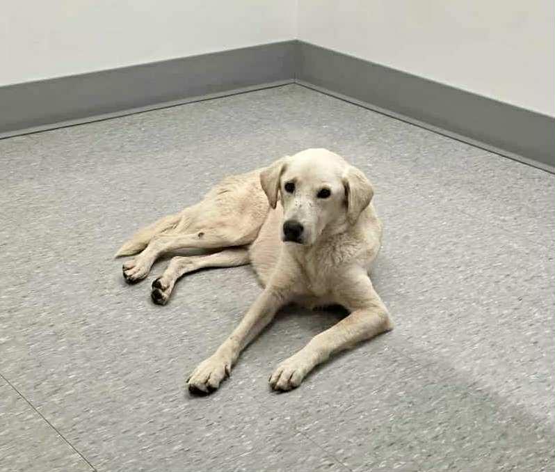 Enlarge Oro, a ADOPTABLE mixed breed in Calgary, AB image 3/4