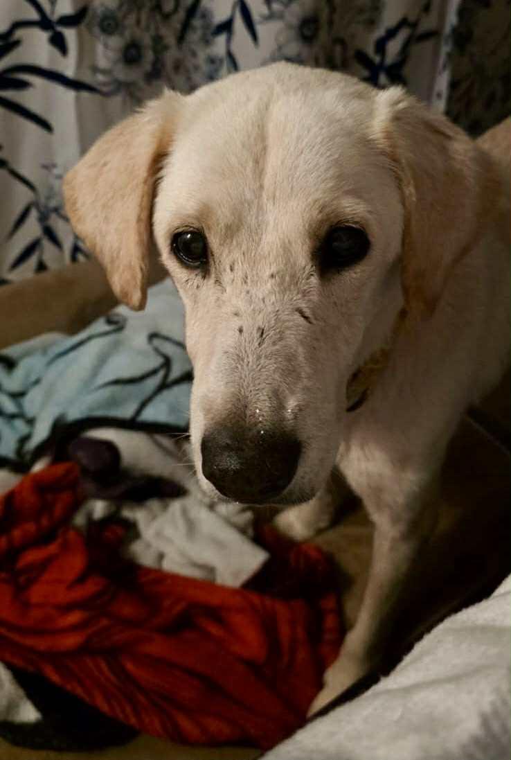 Enlarge Oro, a ADOPTABLE mixed breed in Calgary, AB image 4/4