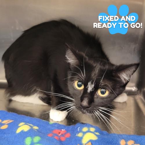 Soy Sauce, Adoptable, Adult Female Domestic Short Hair & Domestic Short Hair.