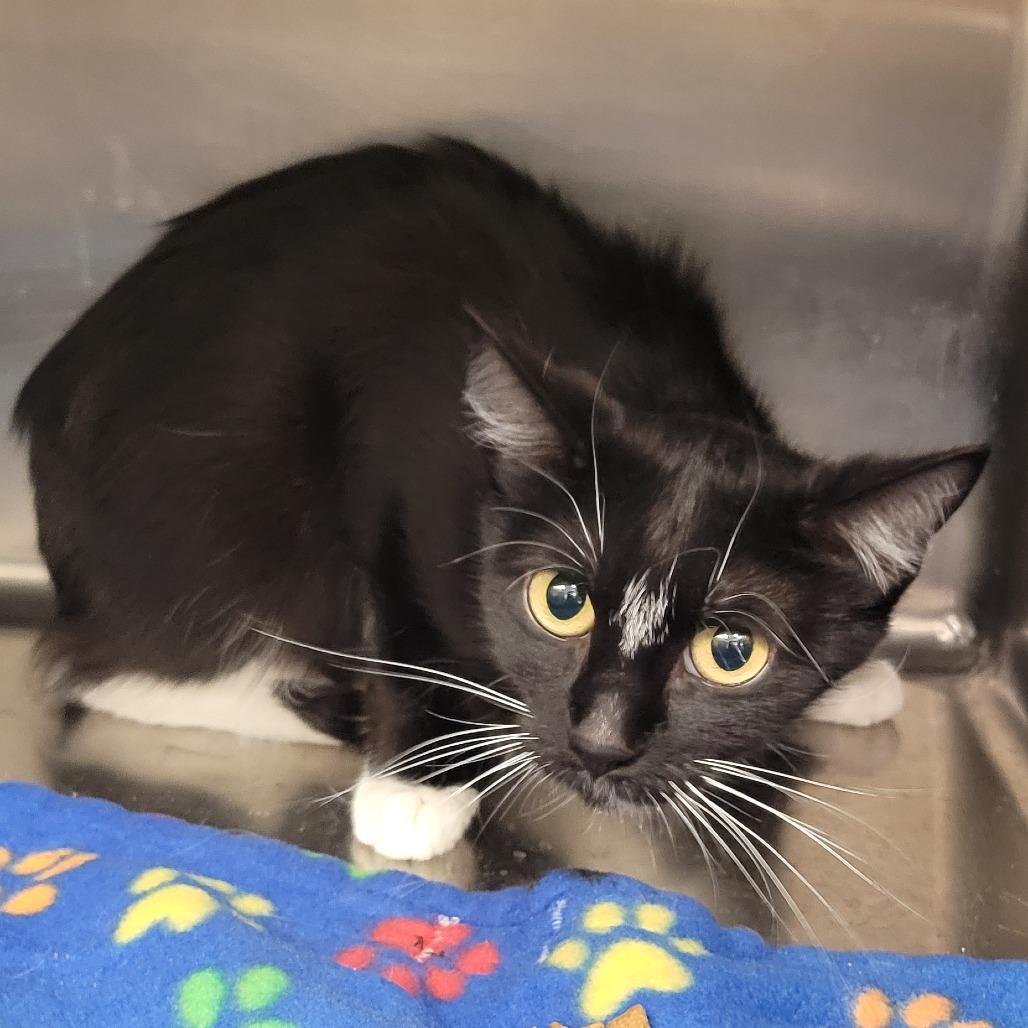 Soy Sauce, a Adoptable mixed breed in Amarillo, TX image 2/3