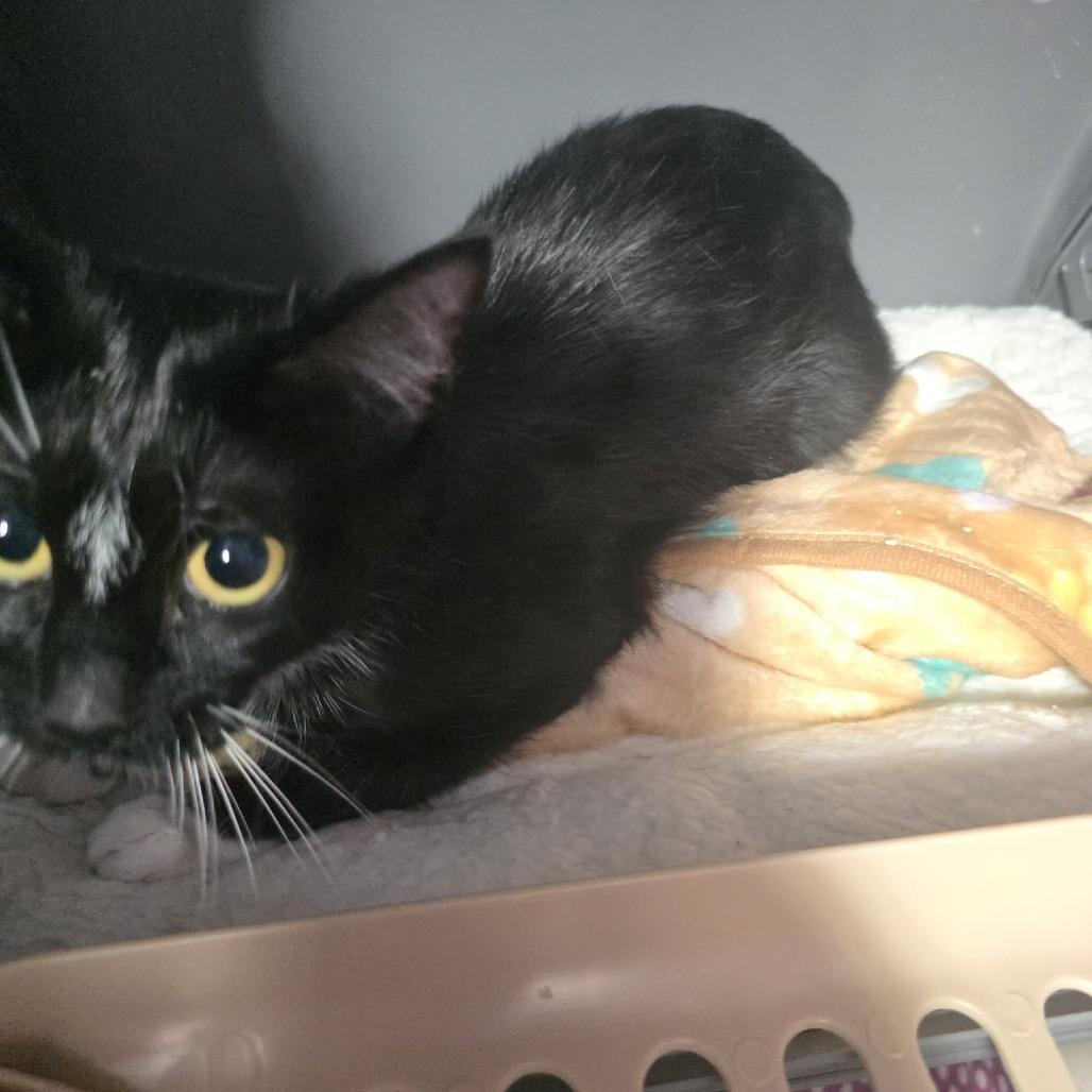 Soy Sauce, a Adoptable mixed breed in Amarillo, TX image 3/3
