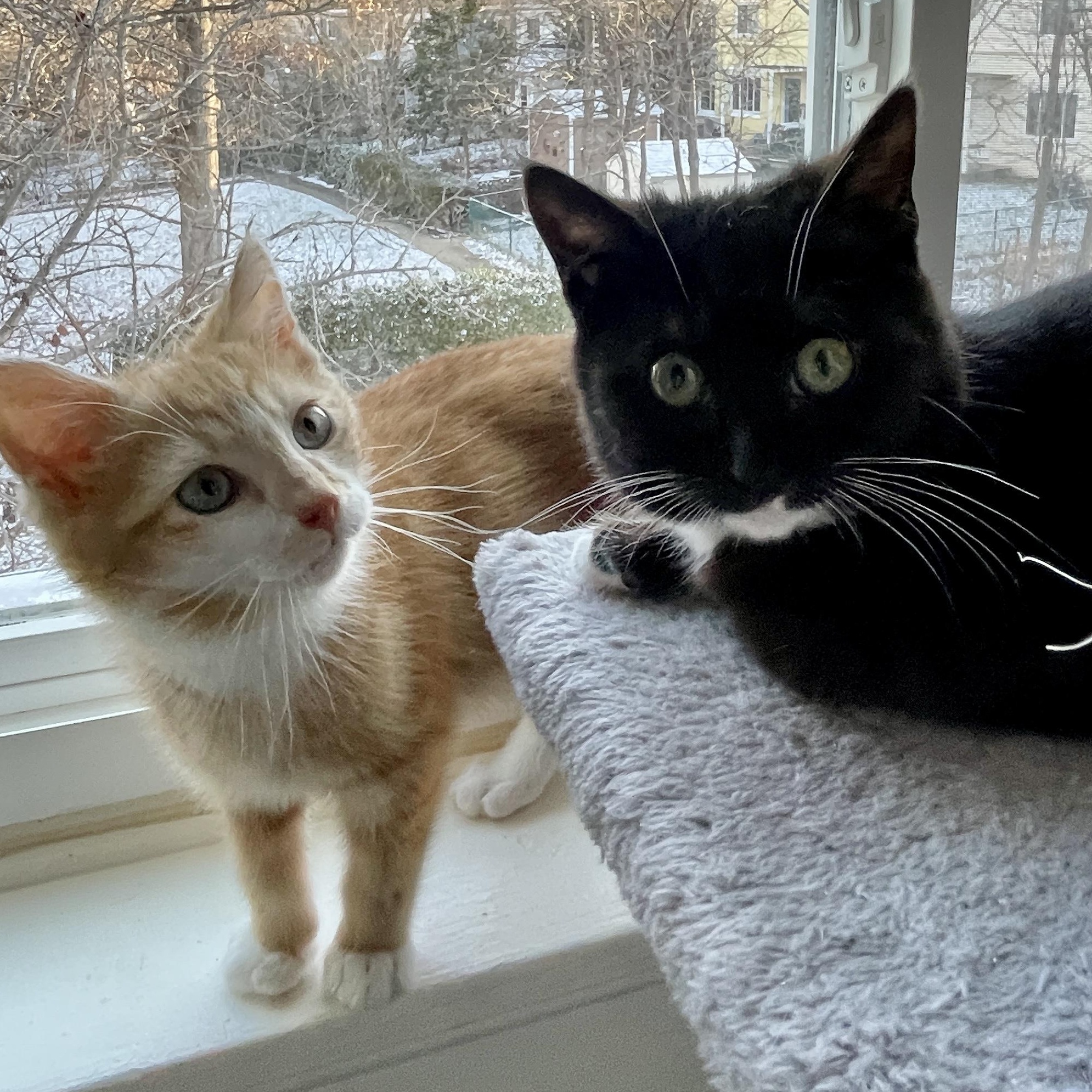 Enlarge Wocket, a ADOPTABLE mixed breed in Hyattsville, MD image 4/6