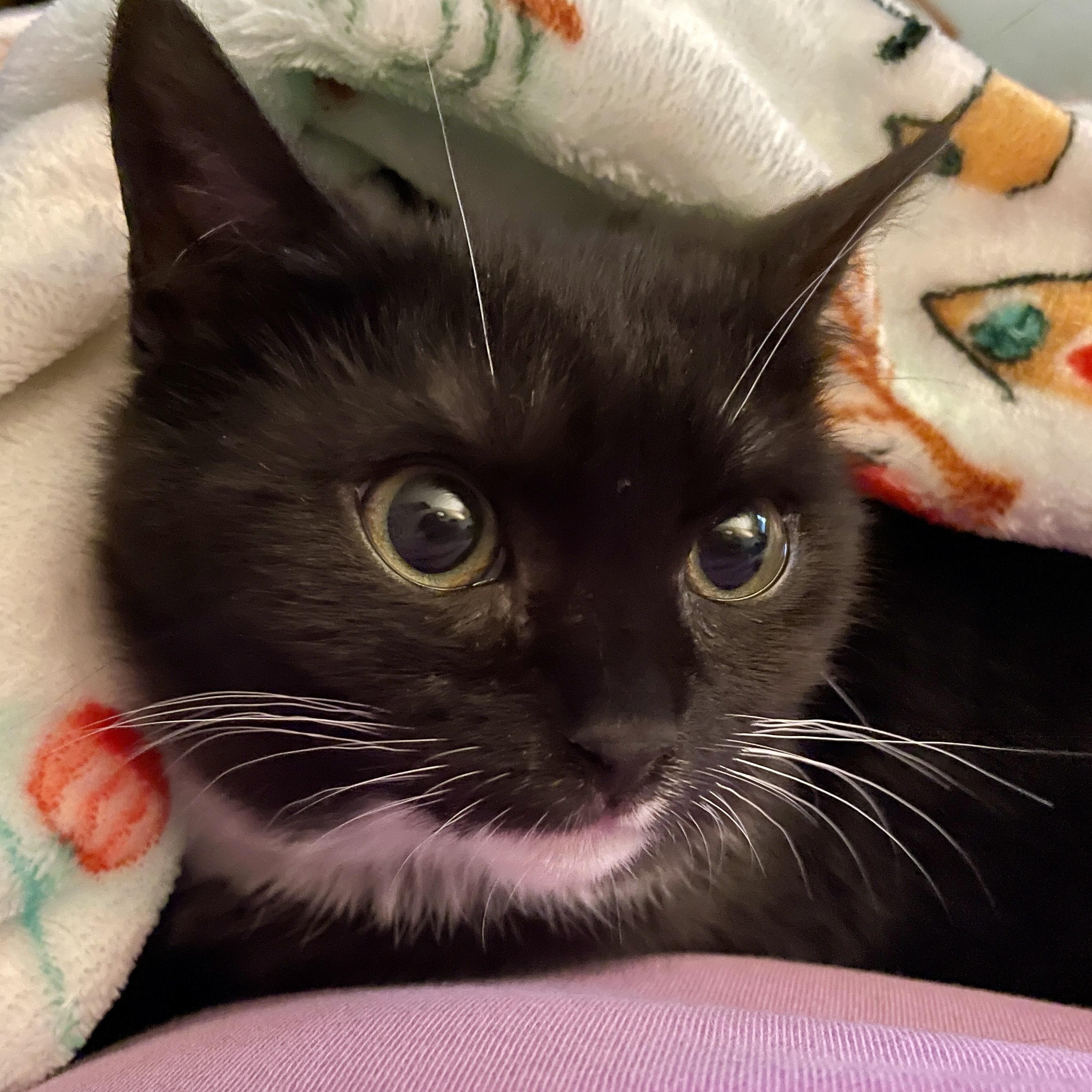 Enlarge Wocket, a ADOPTABLE mixed breed in Hyattsville, MD image 3/6