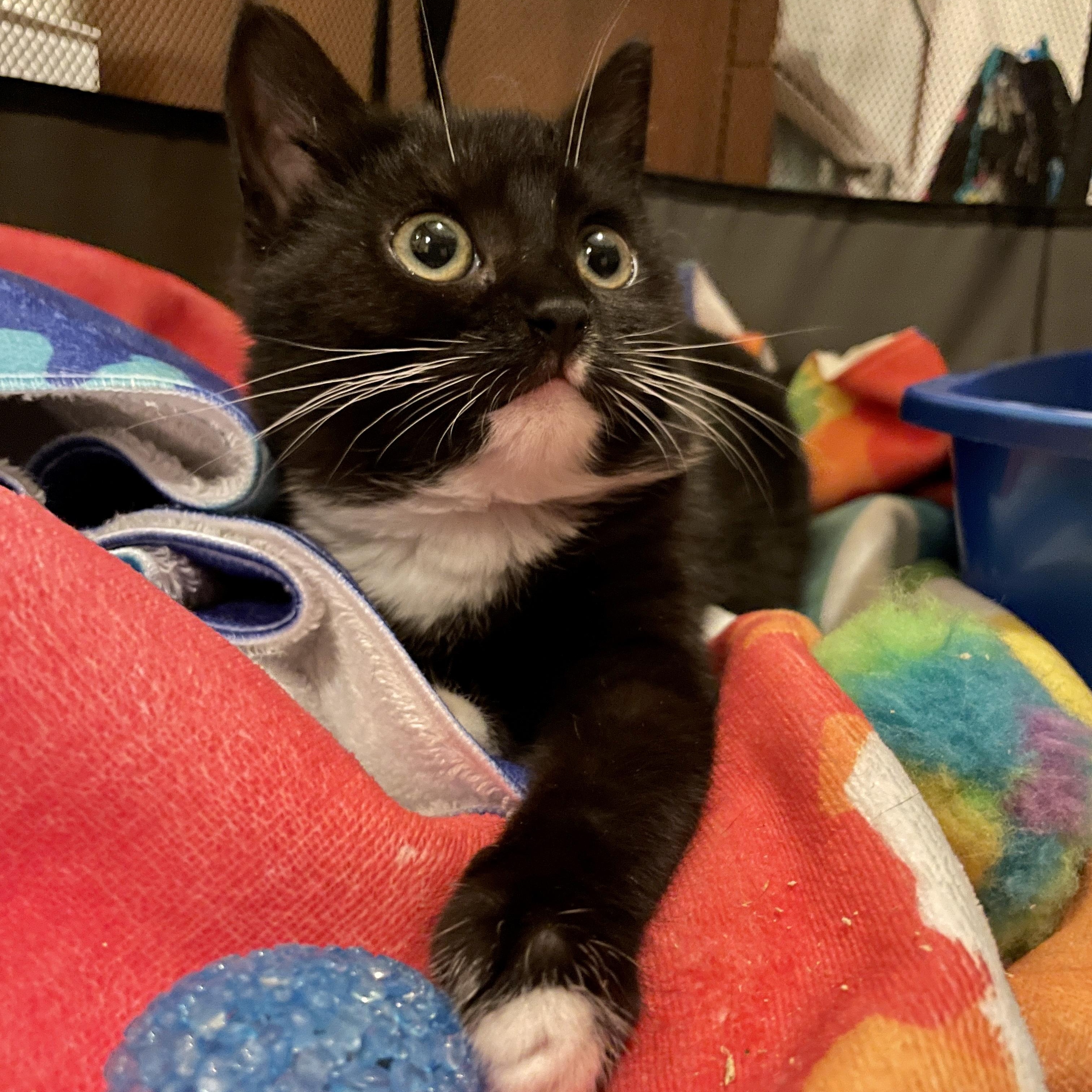 Wocket, ADOPTABLE, Kitten Female Domestic Short Hair & Tuxedo.