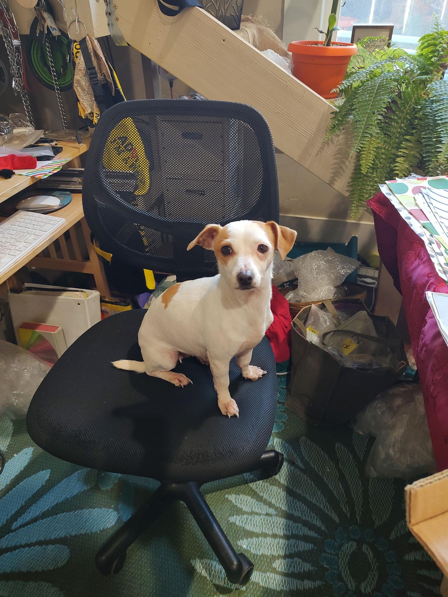 Petunia, adopted, Adult Female Chihuahua.