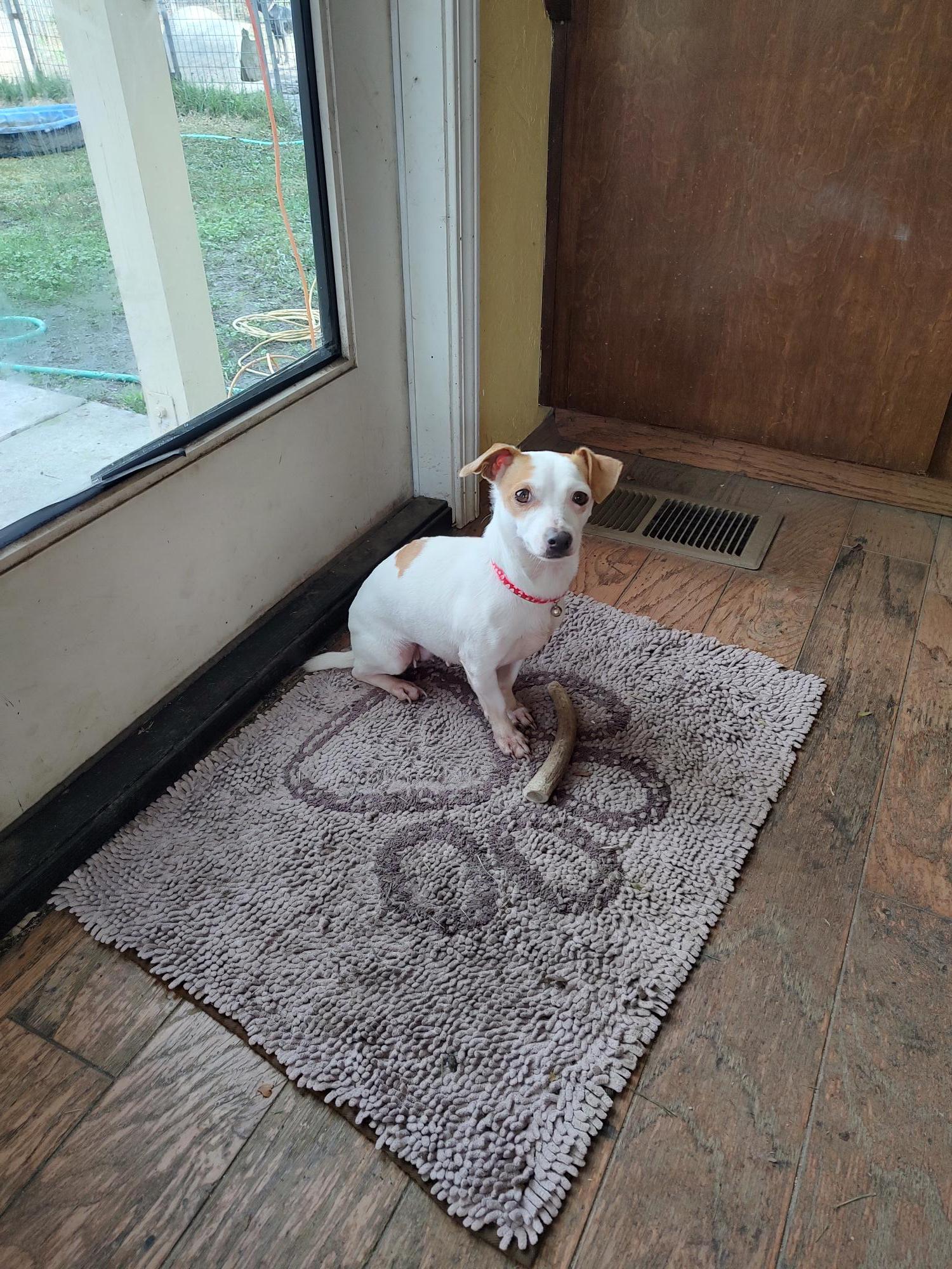 Petunia, an adopted Chihuahua in Hollister, CA image 3/3