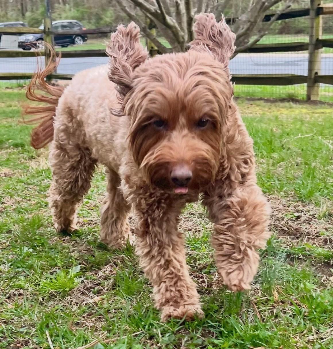 Betty Boop, adopted, Senior Female Goldendoodle.
