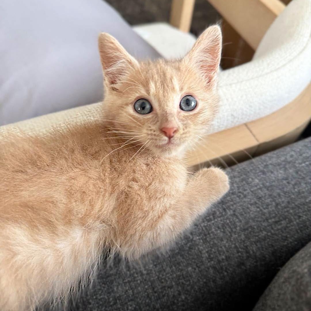 Enlarge Buddy, an adopted Domestic Short Hair in LEETONIA, OH image 2/4