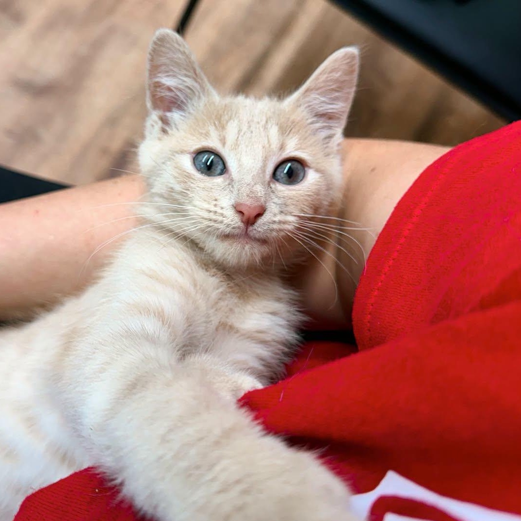 Enlarge Buddy, an adopted Domestic Short Hair in LEETONIA, OH image 1/4