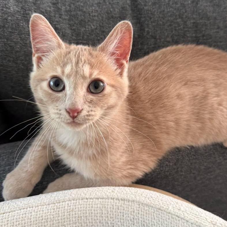 Enlarge Buddy, an adopted Domestic Short Hair in LEETONIA, OH image 3/4