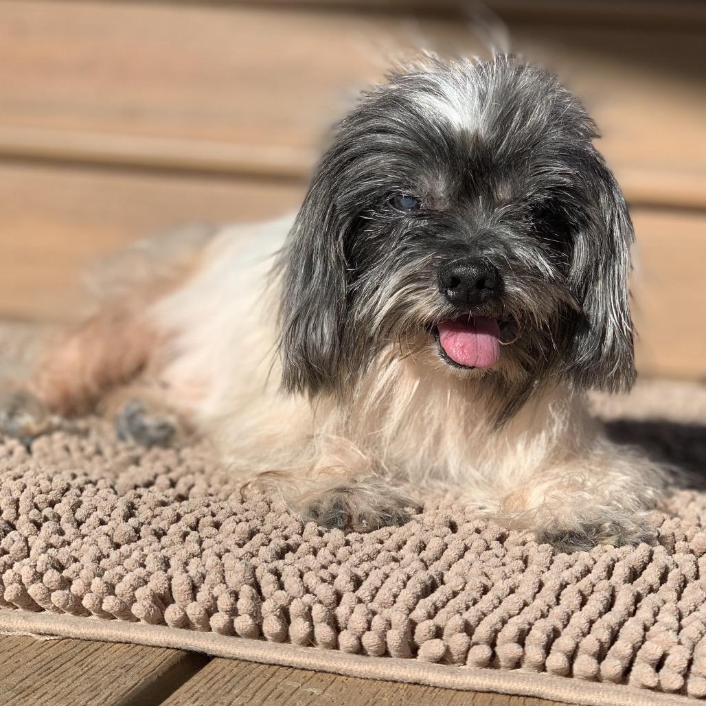 967 (2025) Mr. Miso, Adoptable, Senior Male Shih Tzu.