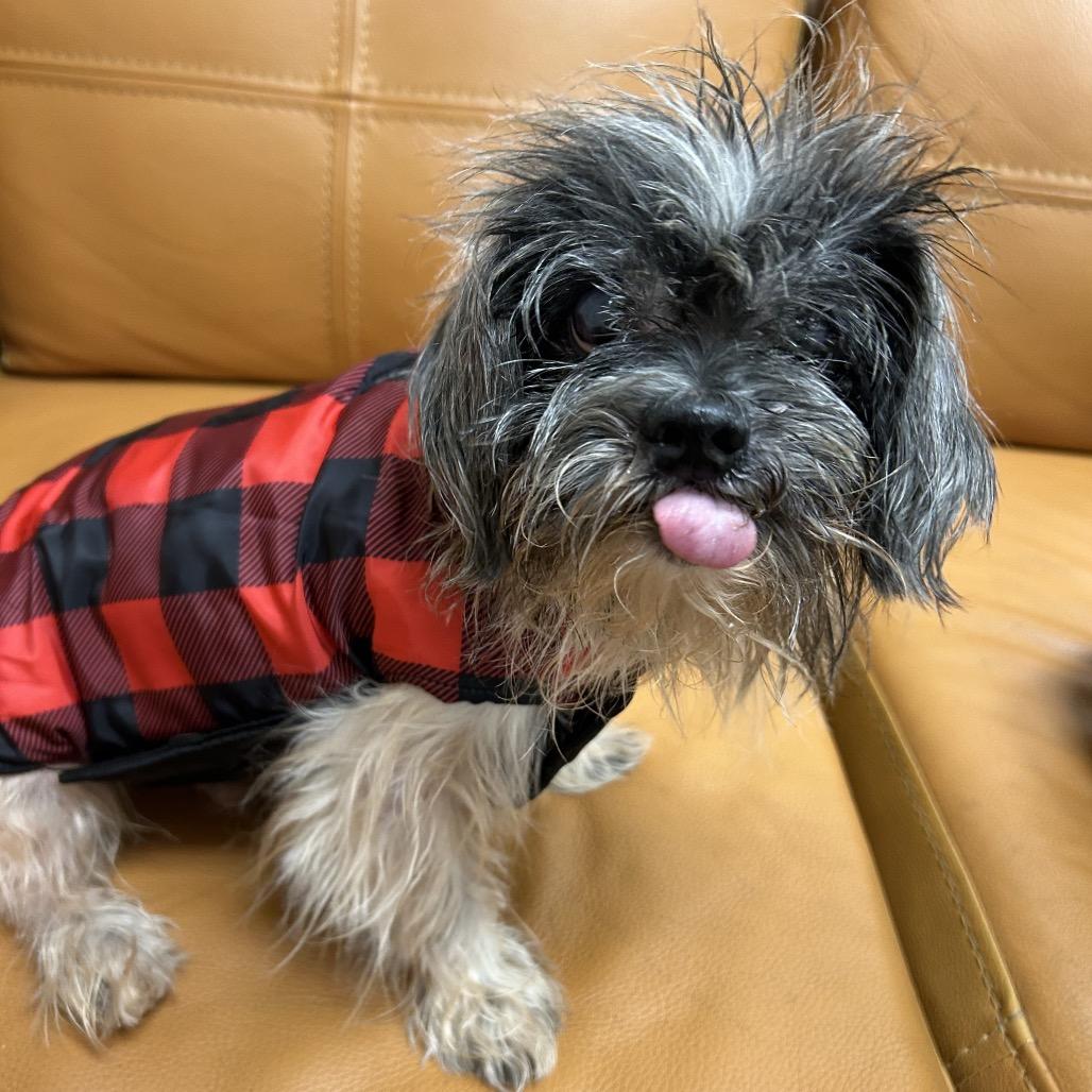 Enlarge 967 (2025) Mr. Miso, a Adoptable Shih Tzu in Parker, CO image 2/6