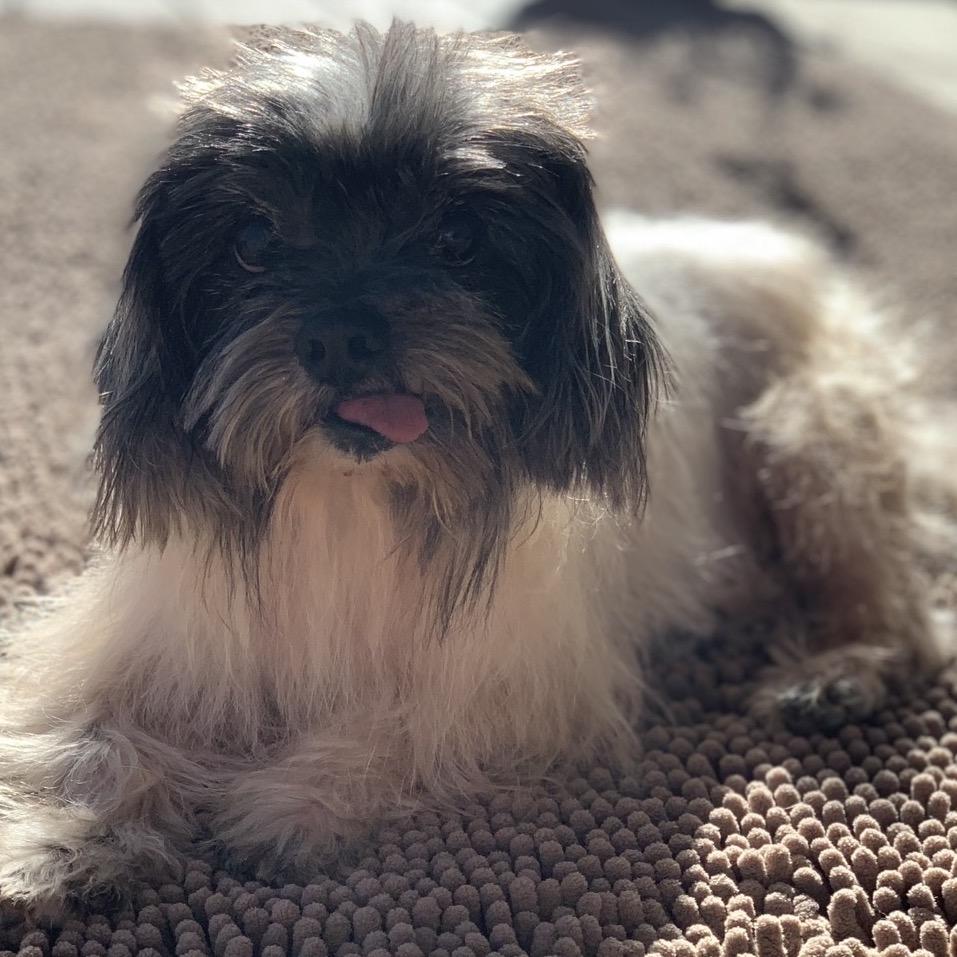 Enlarge 967 (2025) Mr. Miso, a Adoptable Shih Tzu in Parker, CO image 3/6