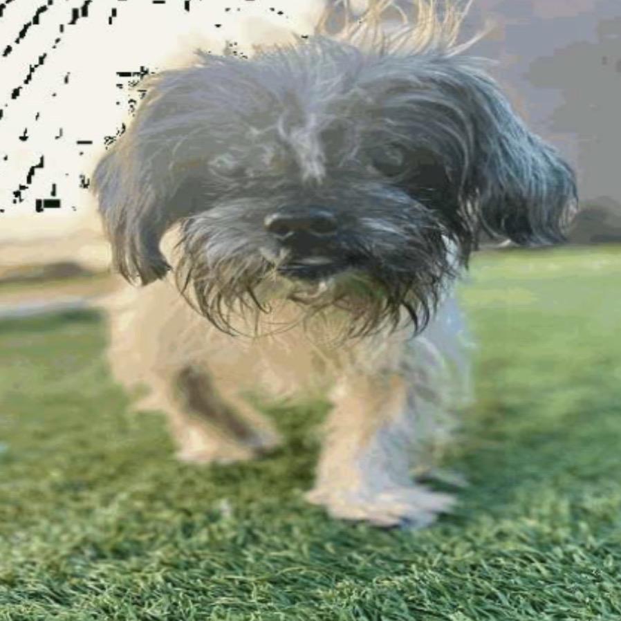 Enlarge 967 (2025) Mr. Miso, a Adoptable Shih Tzu in Parker, CO image 5/6