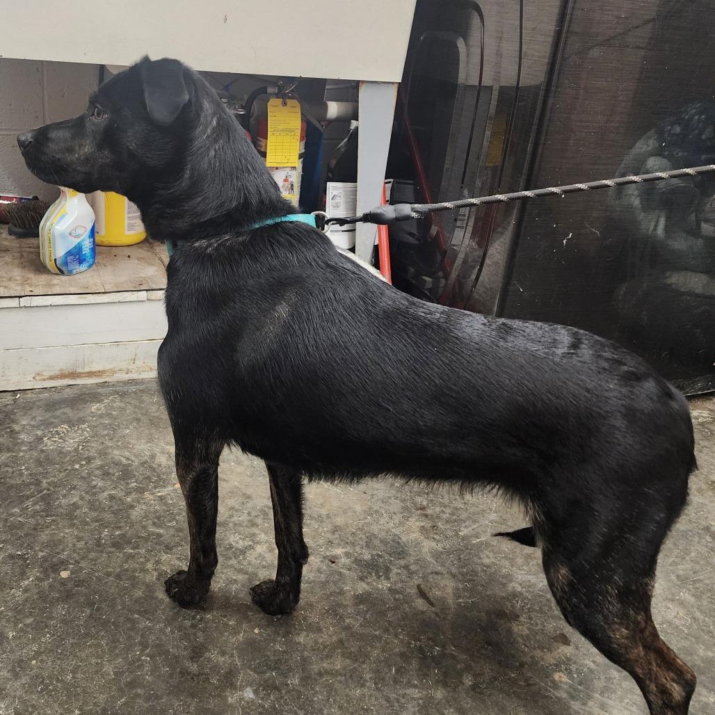 Enlarge Sissy Gump, a Adoptable mixed breed in Evensville, TN image 1/4