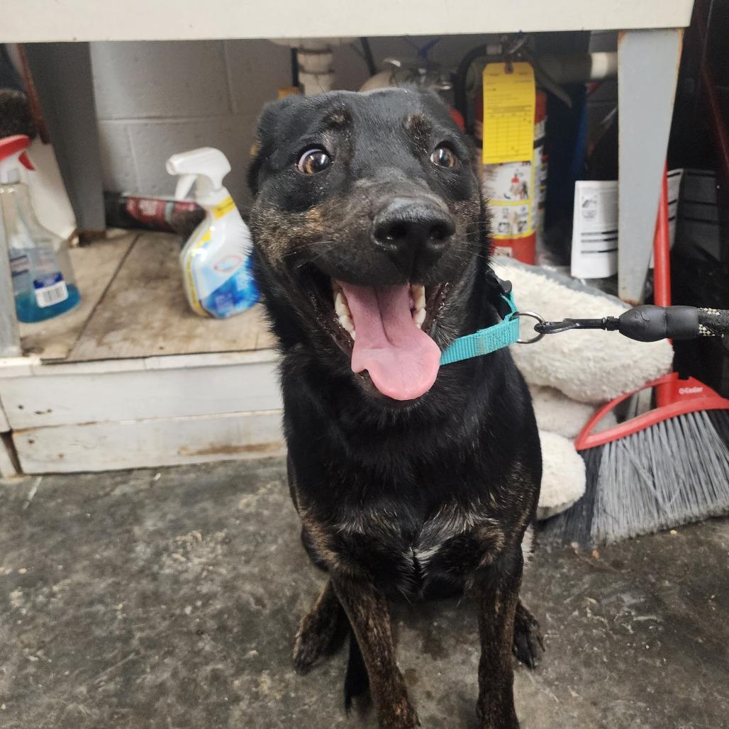 Enlarge Sissy Gump, a Adoptable mixed breed in Evensville, TN image 2/4