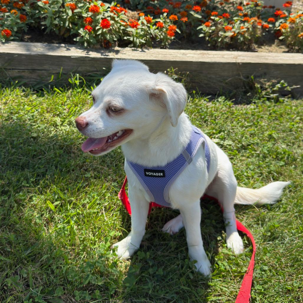 Enlarge Patty Andrews, a Adoptable mixed breed in Joliet, IL image 1/4