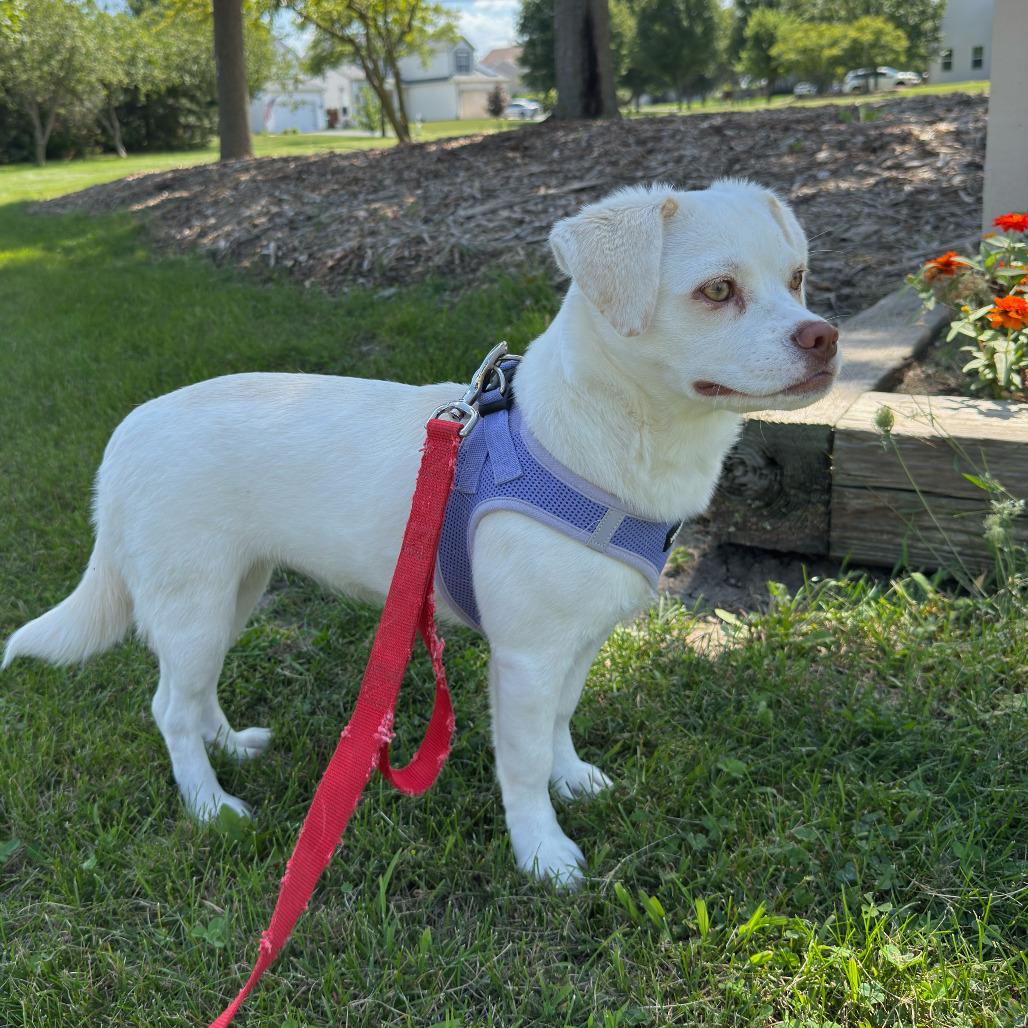 Enlarge Patty Andrews, a Adoptable mixed breed in Joliet, IL image 2/4