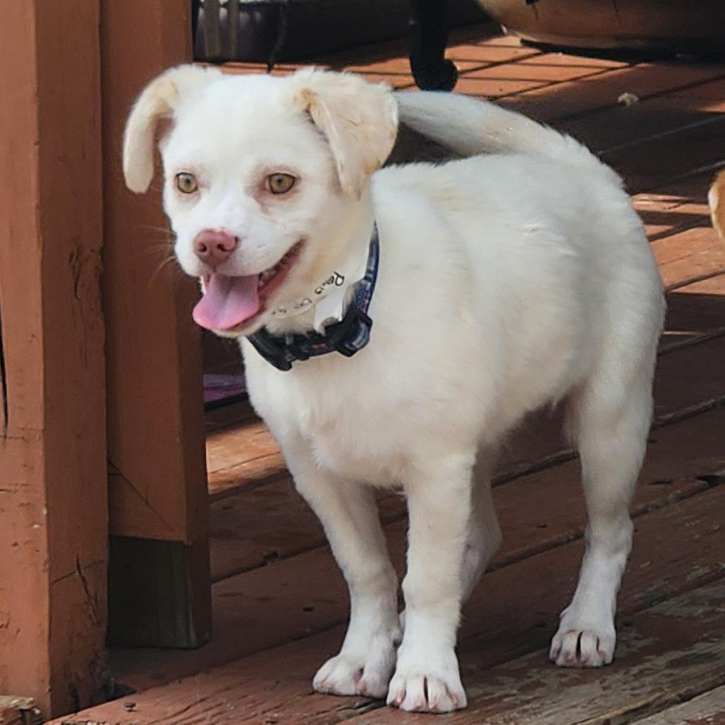 Enlarge Patty Andrews, a Adoptable mixed breed in Joliet, IL image 3/4